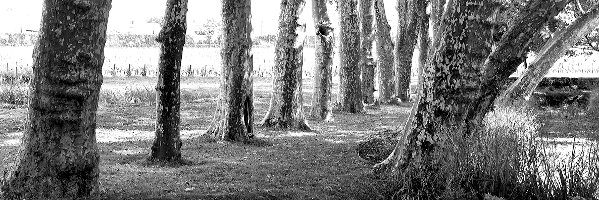 Bäume im Parc von Les Carmes Haut Brion
